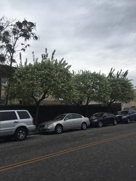 Callery Pears at the end of Pardall near Gio's