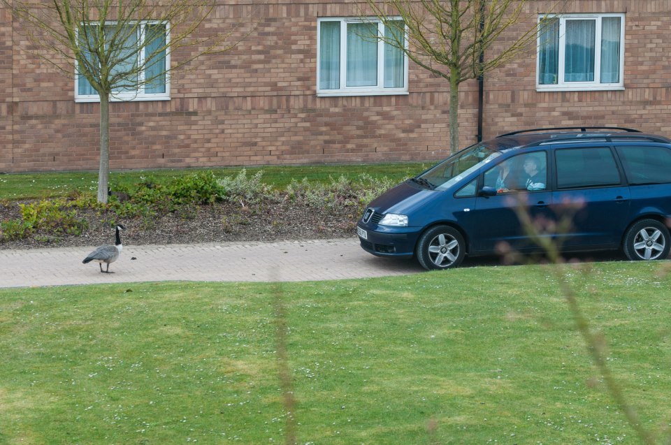 geese_car