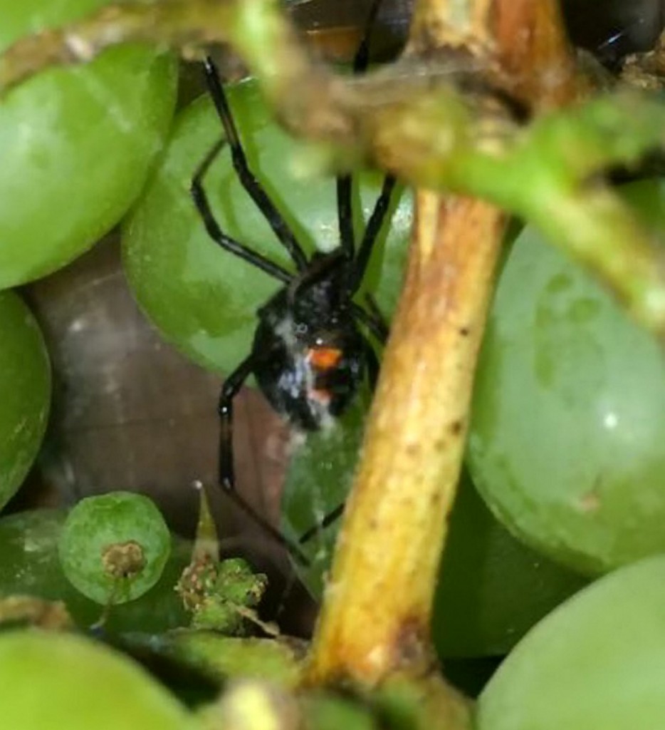 NTI_ASDA_BLACK_WIDOW_01