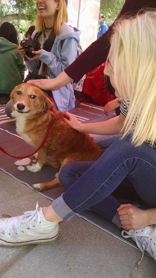 This corgi was not amused by me