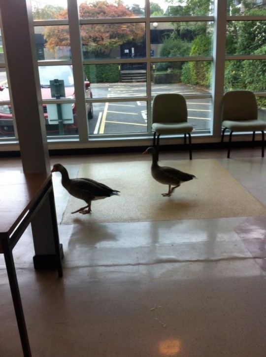damn those pesky geese