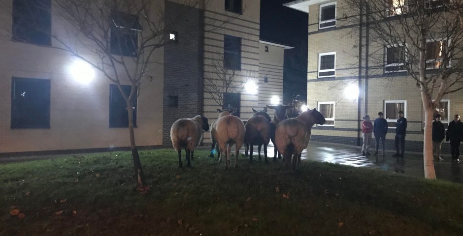 Image may contain: Cow, Cattle, Nature, Outdoors, Horse, Bull, Animal, Mammal, Person, Human