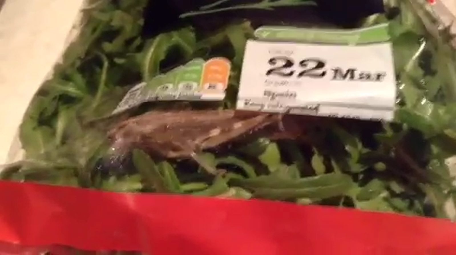 SW_LOCUST_SALAD_04