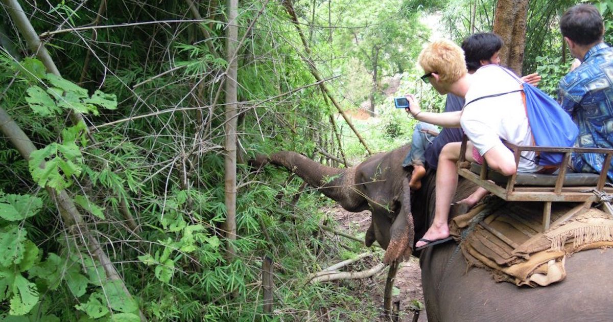 It is morally unjustifiable to ride elephants on your vacation in Asia
