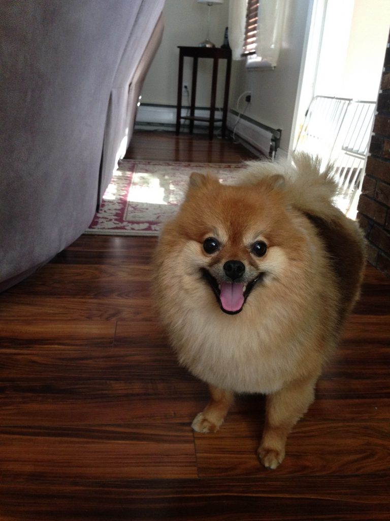 Could he be any fluffier?