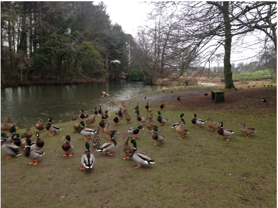 It's positively quacking!