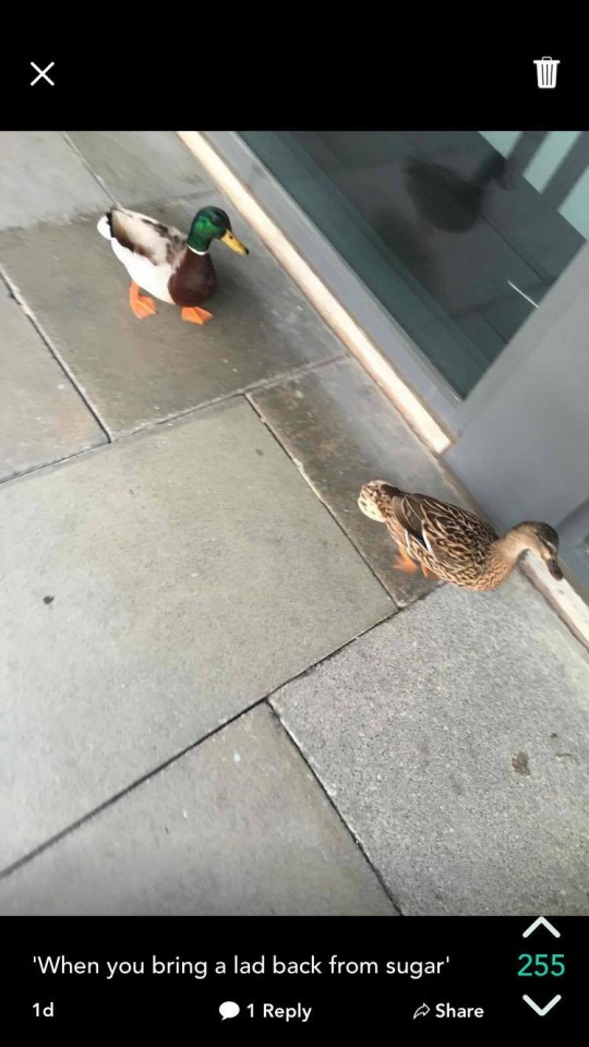 DuckLAD