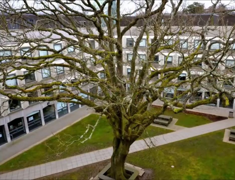 Image may contain: Building, Housing, Tree Trunk, Oak, Plant, Tree