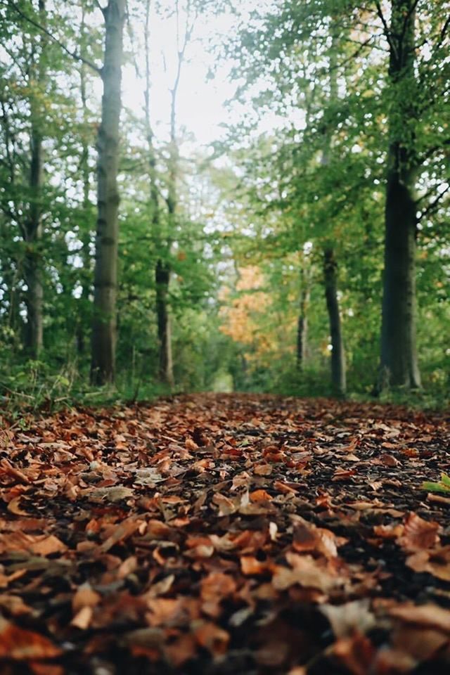 Image may contain: Path, Jungle, Road, Leaf, Grove, Forest, Land, Outdoors, Woodland, Nature, Tree, Ground, Plant, Vegetation