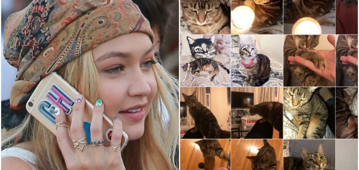 Image may contain: Abyssinian, Pet, Mammal, Cat, Animal, Person, People, Human, Poster, Collage