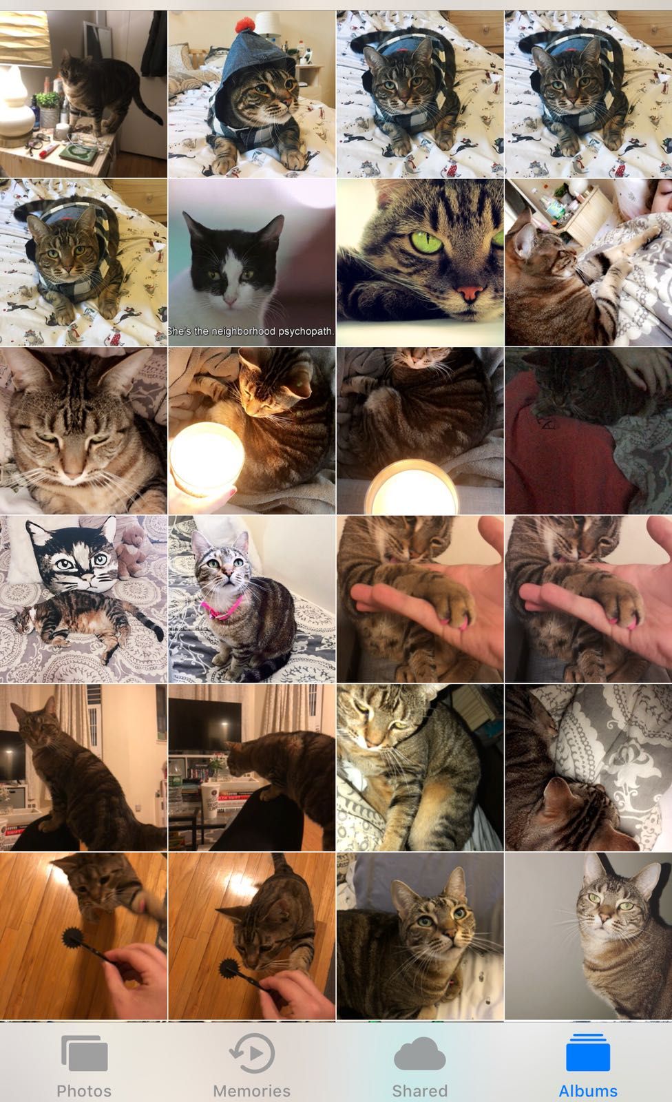 Image may contain: Siamese, Abyssinian, Pet, Mammal, Cat, Animal, Person, People, Human, Poster, Collage