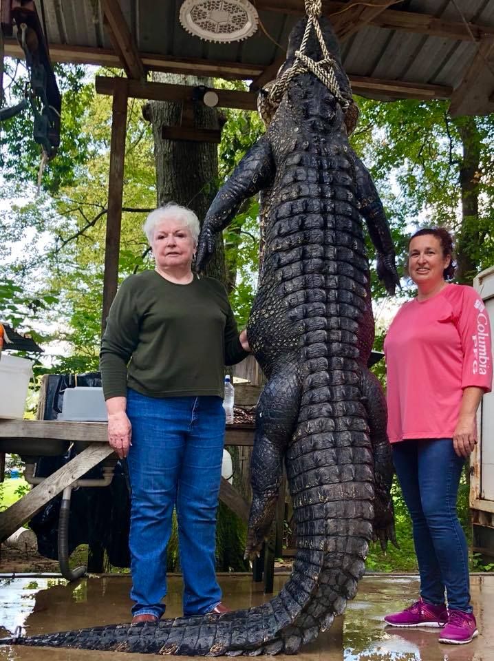 Image may contain: Reptile, Crocodile, Animal, Alligator, Food, Bbq, Person, People, Human