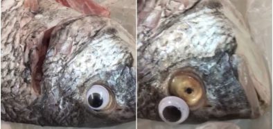 Image may contain: Seafood, Food