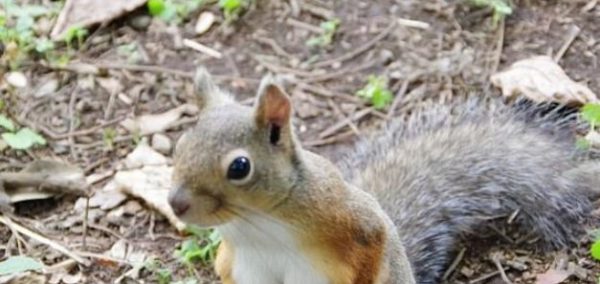 Image may contain: Squirrel, Rodent, Mammal, Animal