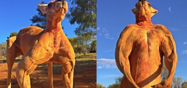 Image may contain: Camel, Wallaby, Kangaroo, Horse, Lion, Animal, Mammal, Wildlife