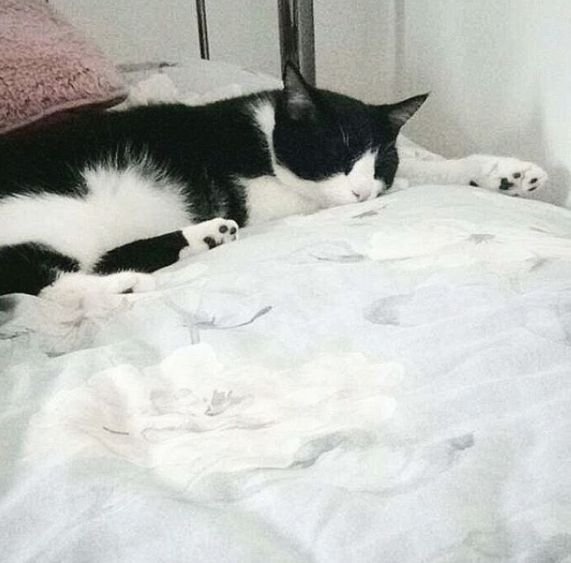 Image may contain: Home Decor, Manx, Sleeping, Asleep, Blanket, Pet, Animal, Cat, Mammal, Bed, Room, Indoors, Bedroom, Furniture, Pillow, Cushion