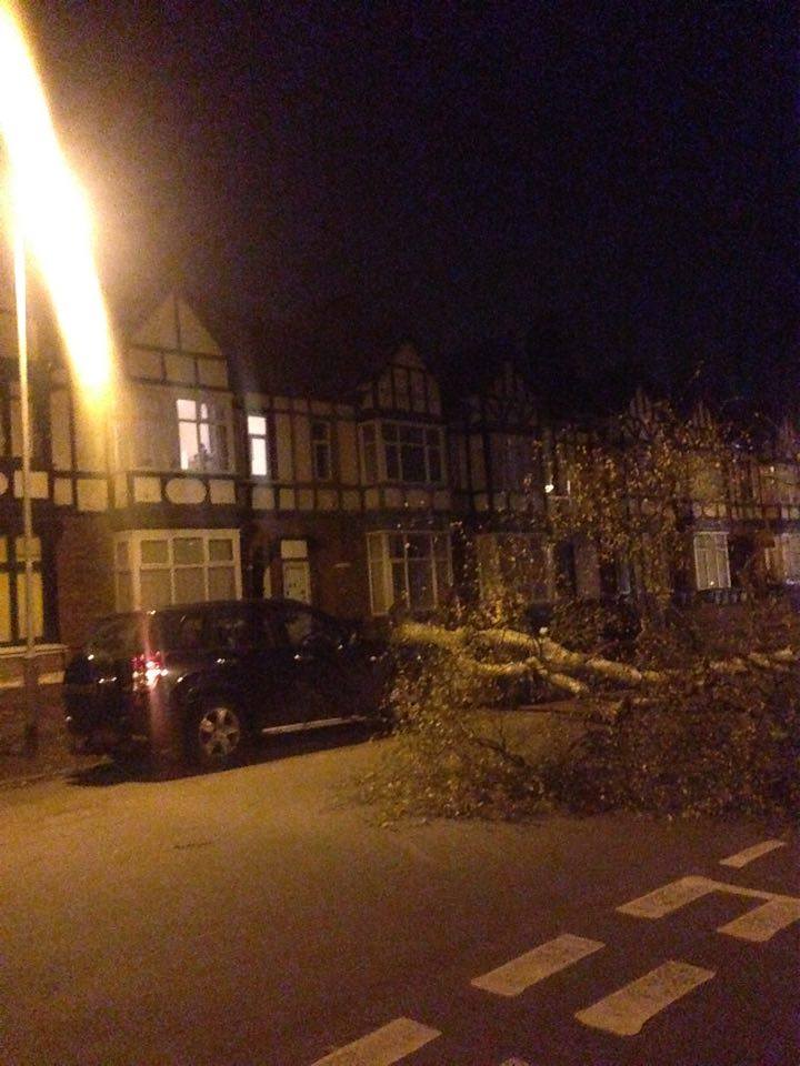 The tree blocked the whole road until around 8:30