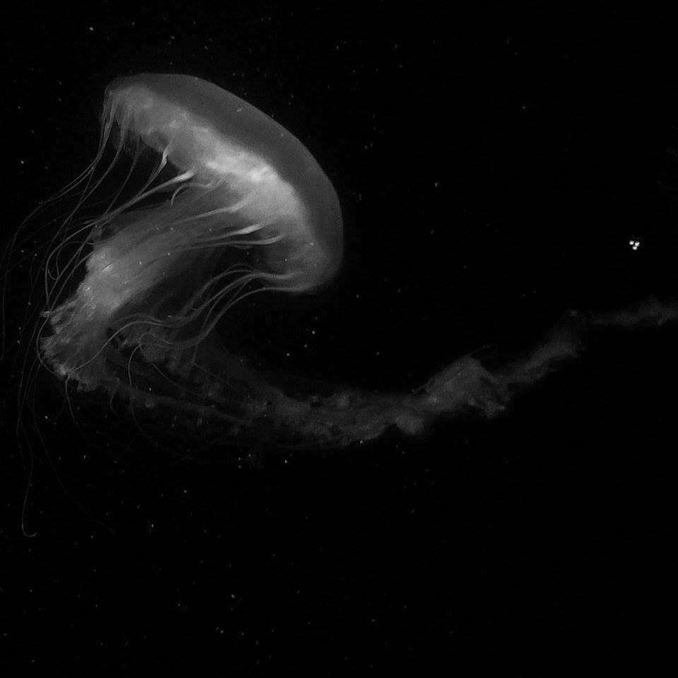 Majestic sea nettle