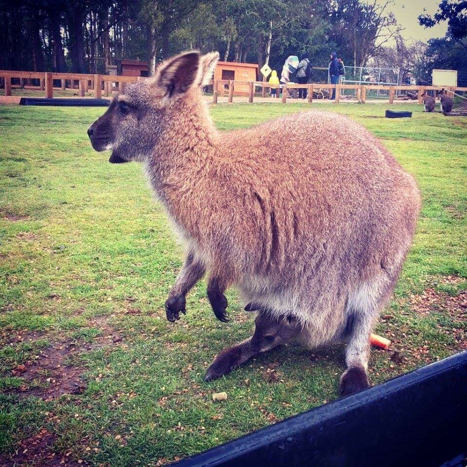 A cute wallaby and a joey!