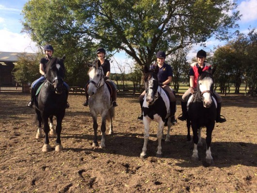 horses