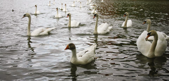 The King of the Swans returns