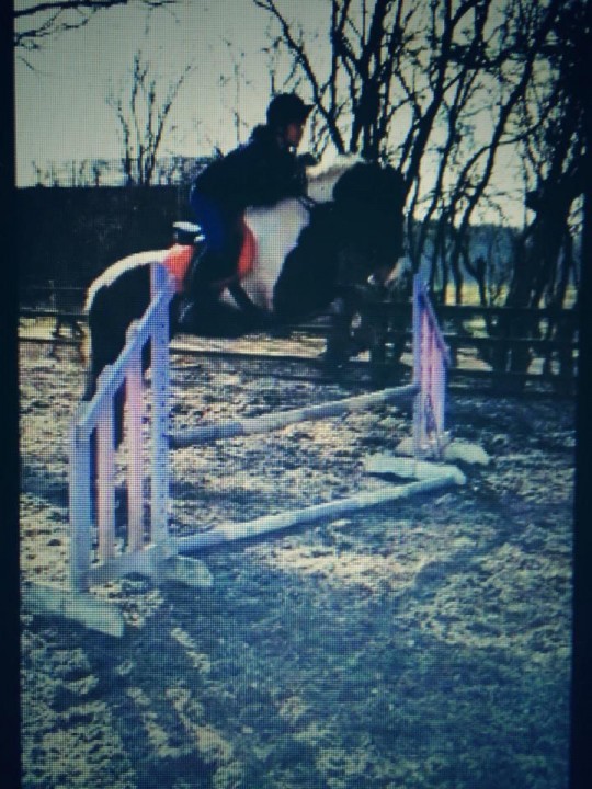 equestrian