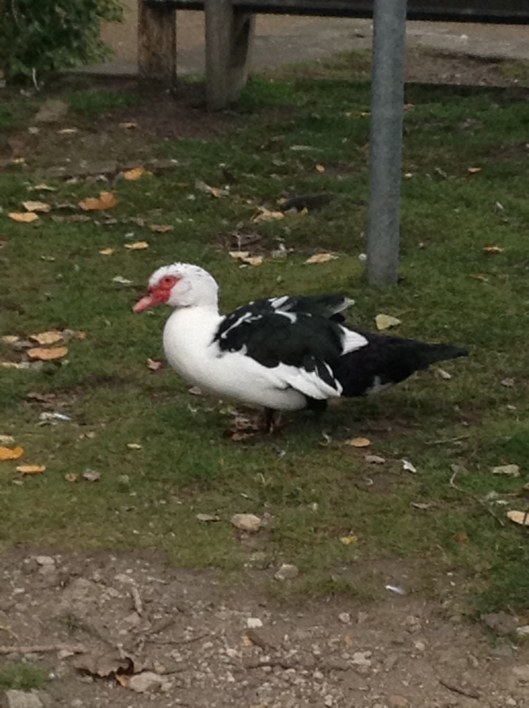 Seriously, what is this devil swan?