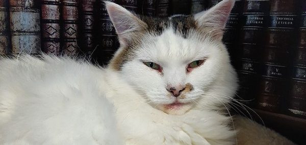 Image may contain: Manx, Siamese, Pet, Cat, Angora, Mammal, Animal