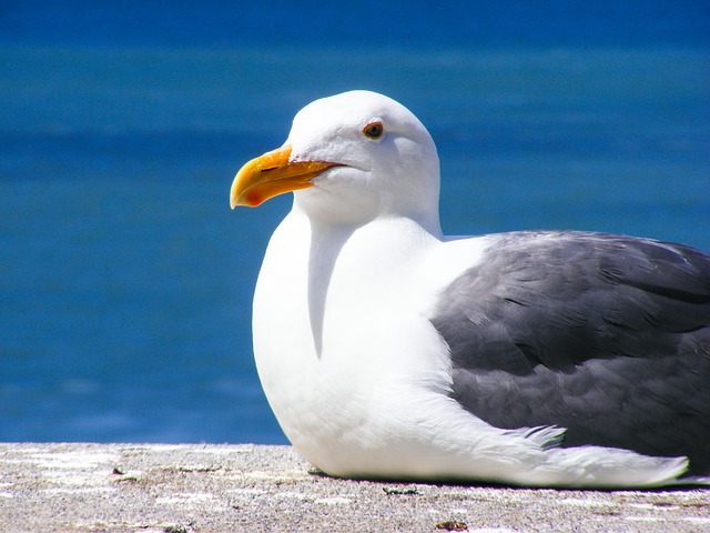 seagull-205528_640