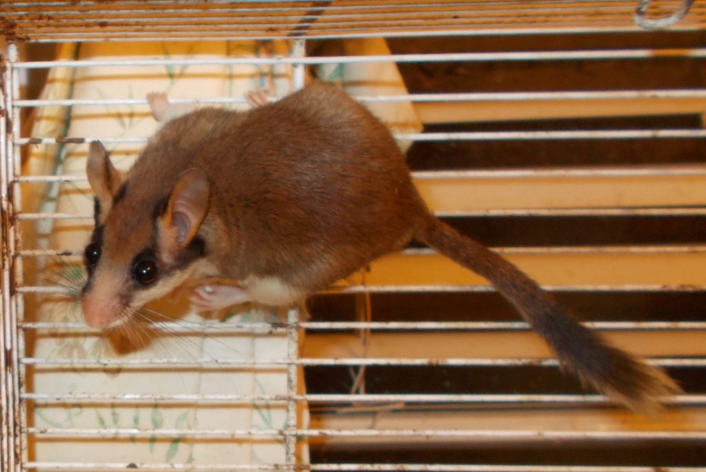 SWNS_FRENCH_DOORMOUSE_02 (2)