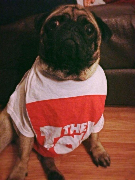 Sometimes pugs are involved