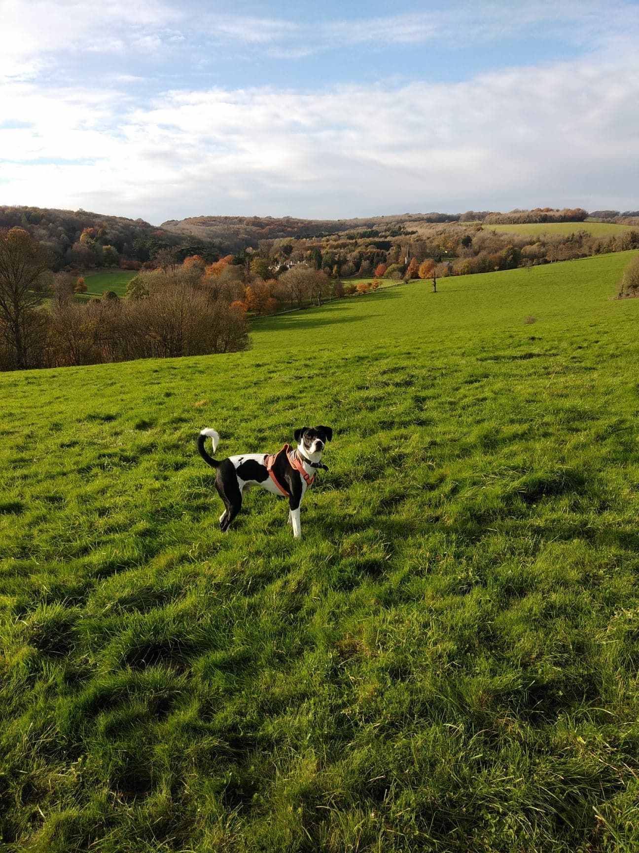 Image may contain: Ranch, Meadow, Farm, Pasture, Rural, Countryside, Nature, Grassland, Outdoors, Mammal, Canine, Pet, Dog, Animal, Field