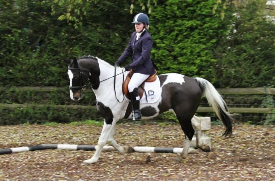 The dressage stage