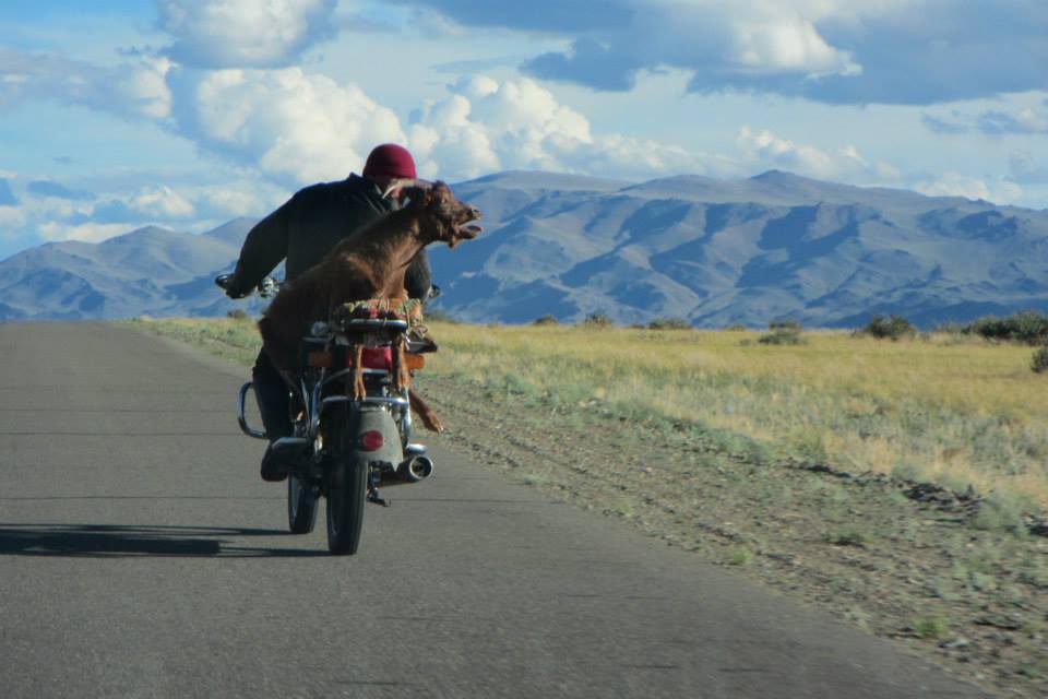 Guy's favourite photo - a goat strapped to a motorbike in Mongolia