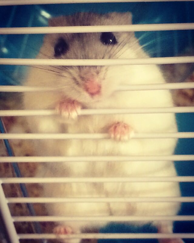 Hamming it up.