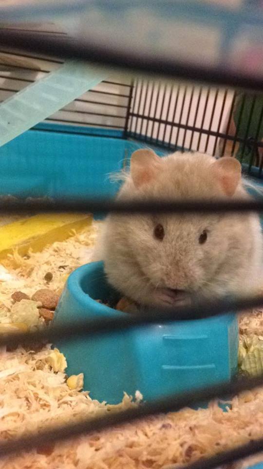 Hatching an escape plan