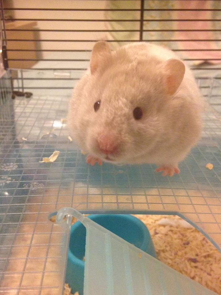 Draw me like one of your French hamsters...