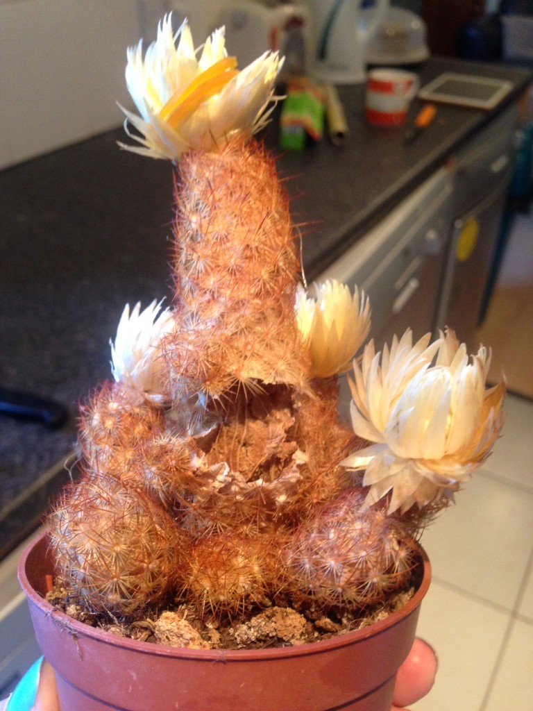 cactus