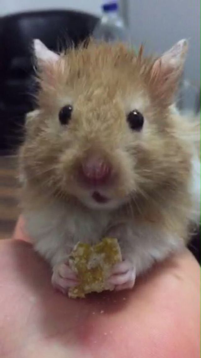 lunchham