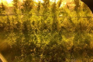 weed