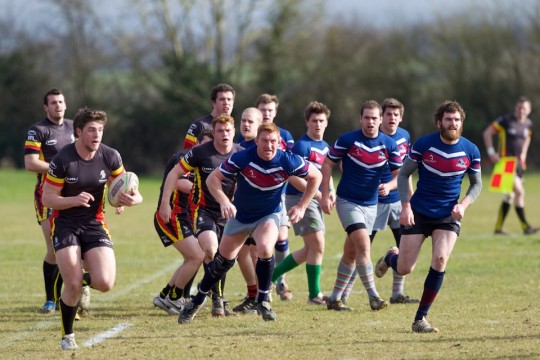 Brookes bulls
