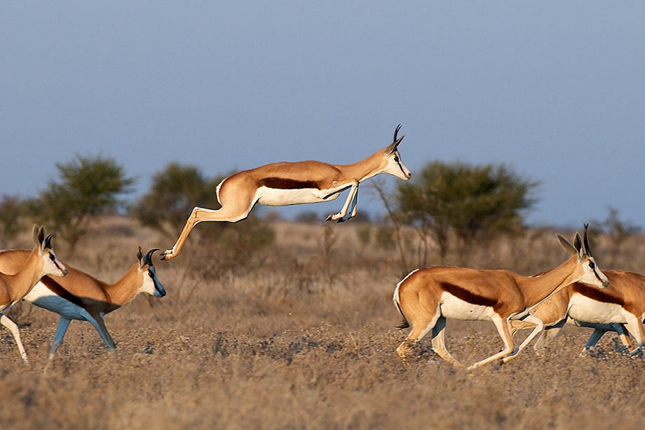 a springbok jumping for joy