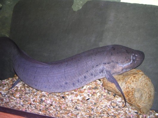 Did you know that lungfish can live out of water for several months? I bet you a tenner you didn't know that.