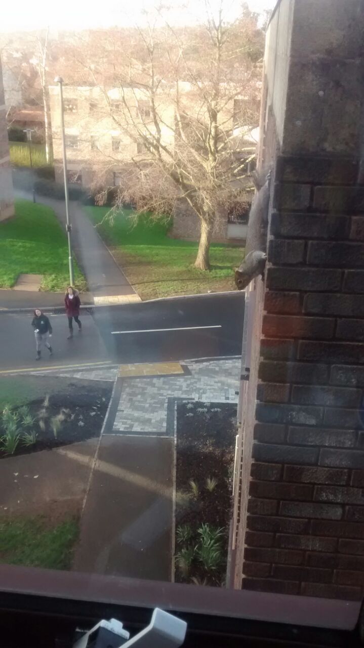 Security has a no-tolerance policy regarding noise, but this squirrel does what he wants