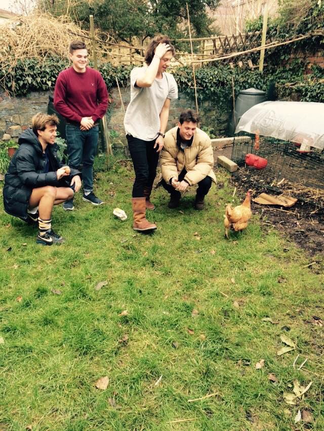 chicken