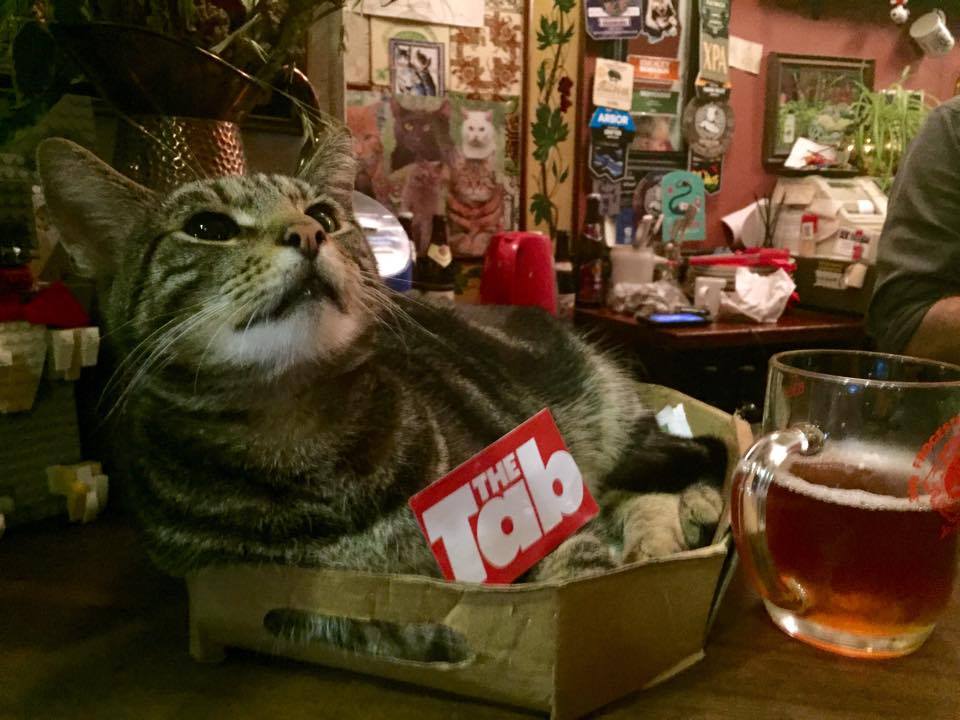 George the Tab-by doesn't want your bad vibes