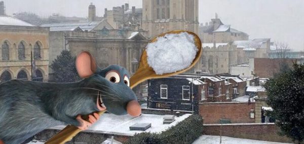 Image may contain: Building, Housing, Vegetation, Plant, Yard, Snow, Ice, Rat, Animal, Mammal, Rodent, Outdoors, Nature