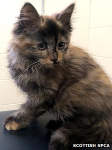 A Cat.