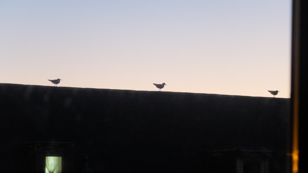 O, thou beut of a land full of mutant seagulls