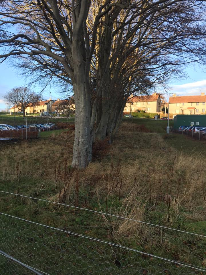 Suck it Aberdeen, where are your trees?